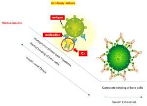 Honeymoon Phase-Type 1 diabetes. 